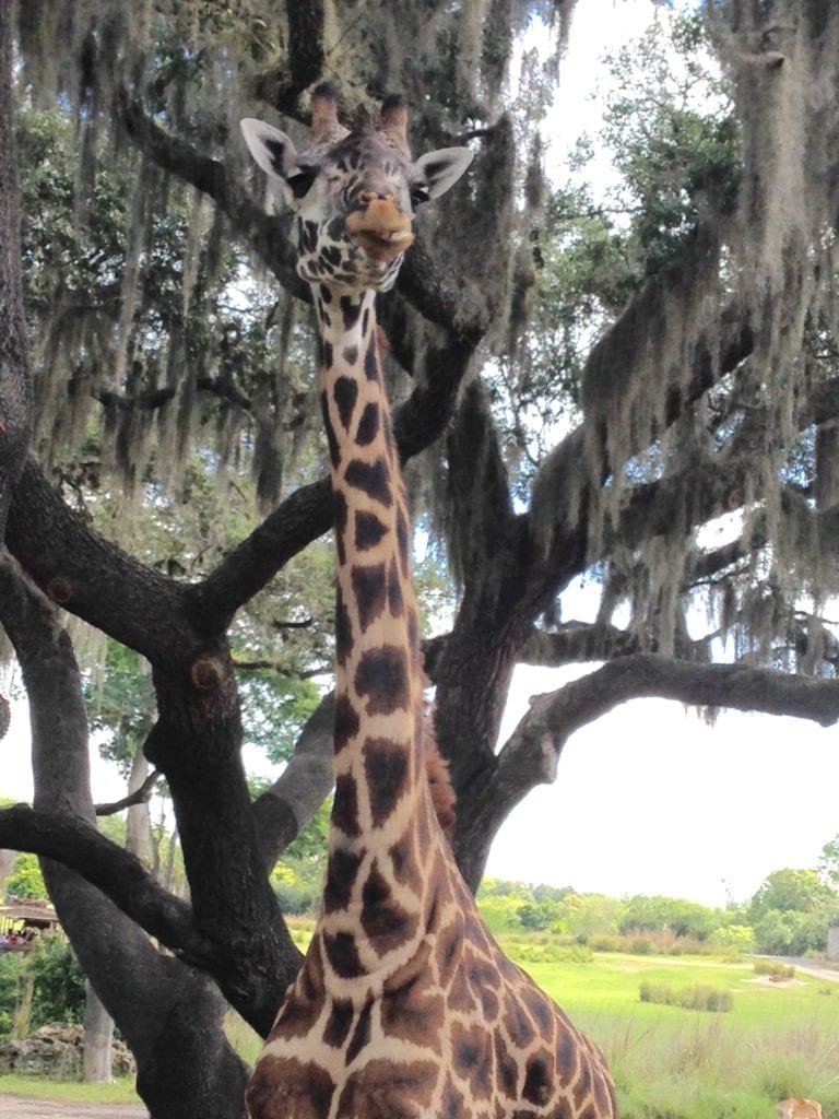 Walt Disney World Animal Kingdom