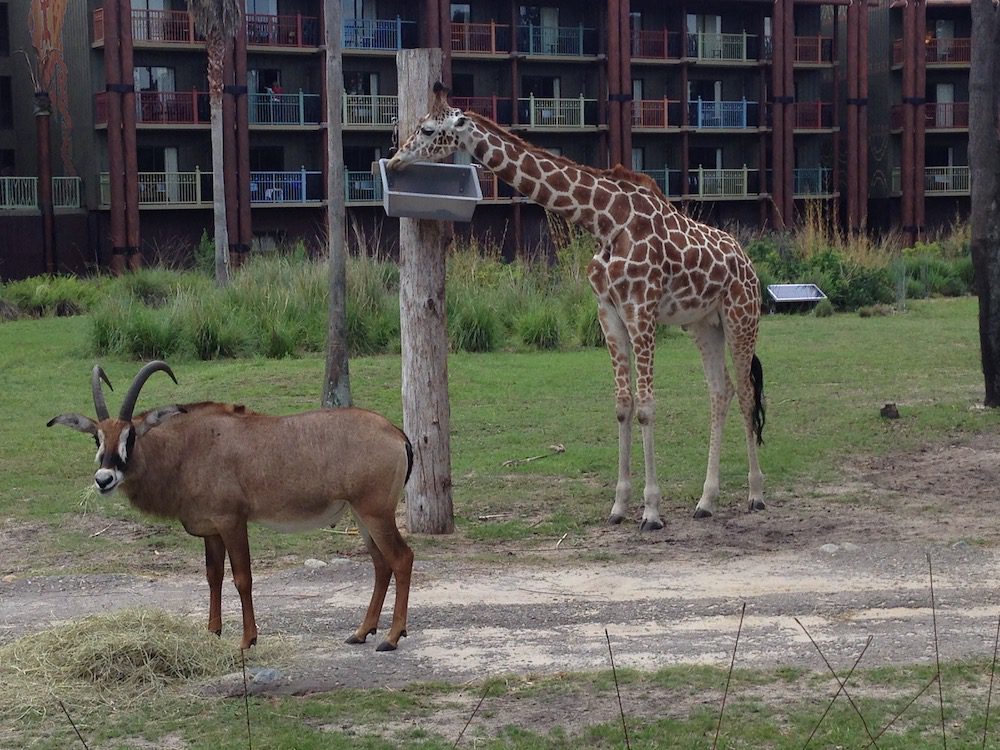 Walt Disney World Vacation: Animal Kingdom Lodge 