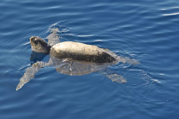 Sea turtle