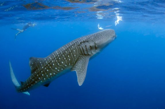 Whale Shark in Mexico